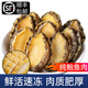 蓮山九鮮新鮮冷凍鮑魚(yú)肉 去牙去殼新鮮活鮑現剝去內臟火鍋食材送禮 500g 簡(jiǎn)裝 （20-30只/斤）