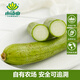 小湯山 絲瓜 400g 基地直供新鮮蔬菜安全可追溯