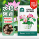 北蔬 水培碗蓮花種子苗植物荷花種籽已開(kāi)口水培花卉 開(kāi)口碗蓮種子40粒