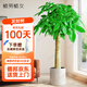 植男植女發(fā)財樹(shù)客廳大型盆栽室內真綠植好養落地辦公室開(kāi)業(yè)招財樹(shù)源頭直發(fā)