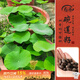 壽禾 開(kāi)口碗蓮種子水培已開(kāi)口魚(yú)缸植物荷花睡蓮綠植 開(kāi)口碗蓮種子10粒