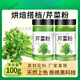 芹菜籽降L血壓純芹菜籽粉 純芹菜粉芹菜汁粉西芹粉果蔬菜粉西芹 芹菜粉100·g*1瓶【單瓶也劃算】