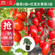 大禹千禧小番茄苗圣女果西紅柿盆栽蔬菜苗樹(shù)苗水果苗子四季南方 紅千禧苗/紅圣女果苗各2盆