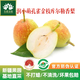 孔雀金枝 潤小萌新疆孔雀金枝樹(shù)上熟庫爾勒香梨核心產(chǎn) 當季采摘 脆甜多汁 潤小萌孔雀金枝庫爾勒香梨一級家庭裝5斤