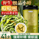 貢苑長(cháng)白山野生小葉腎精草50g 嗷嗷叫黃金草化石草東北壯男士滋補陽(yáng)茶