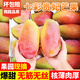 甜果源 海南七彩貴妃芒果 紅金龍樹(shù)上現摘大青皮熟芒果應季新鮮水果禮品 凈重4.5斤【力推裝】 單果150g+【品質(zhì)果】