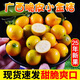 廣西融安脆皮小金桔應當季新鮮孕婦水果現摘脆蜜冰糖金桔橘子整箱 5斤 特大果【24-32個(gè)左右/斤】