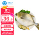 環(huán)球水產(chǎn)南海大規格金鯧魚(yú)550g1條 BAP認證 海魚(yú) 生鮮魚(yú)類(lèi) 火鍋 燒烤海鮮