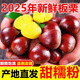 味果生新鮮丹東板栗生板栗2025新下樹(shù)鮮栗子油錐板栗毛栗子時(shí)令生鮮蔬菜 10斤 中果