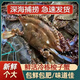 【好品質(zhì)】順豐包郵鮮活急凍特大野生梭子蟹海鮮新鮮冷凍海蟹 梭子蟹1斤【250g-300g/每個(gè)】
