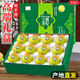 京地達梨山西隰縣玉露香梨禮盒 凈重8斤單果250g 梨子新鮮源頭直發(fā)包郵