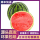西亳正宗冰糖 無(wú)籽麒麟西瓜 香甜多汁 新鮮水果 無(wú)籽麒麟瓜9斤-10斤/1個(gè)
