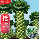 大禹孢子甘藍種子苗帶土秧苗四季播種小包菜包子甘蘭青菜秋冬季蔬菜籽 綠孢子甘藍苗帶土秧苗12棵+小青菜種子1包
