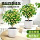 愛(ài)優(yōu)尚桂花樹(shù)苗四季桂盆栽可食用開(kāi)花香室內外陽(yáng)臺客廳豎紋盆源頭直發(fā)