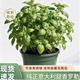 Basil意大利甜羅勒羅勒盆栽金不換九層塔可食用香草綠植西餐香料 意大利甜羅勒【大盆不含盆】