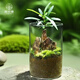 苔蘚微景觀(guān)綠植假山植物雨林生態(tài)瓶迷你創(chuàng  )意盆栽?xún)艋覂茸烂鏀[件 大號羅漢松山