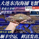 大連東溝公飛蟹帶膏海捕梭子蟹鮮活大螃蟹非冷凍冰鮮【特快包郵】 ?。?-4兩/只，4只1.3-1.5斤） 東溝公飛蟹