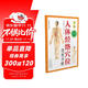 人體經(jīng)絡(luò )穴位速查手冊