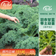 壽禾 羽衣甘藍種子秋冬季菜種耐寒食用蔬菜種孑播種種壽光種 綠羽衣甘藍苗 6棵
