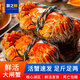 【活蟹】朕之鮮 大閘蟹鮮活螃蟹禮盒中秋禮品 鮮活大閘蟹公3.0兩 母2.0兩 5對10只