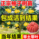 景琳涵柚子樹(shù)苗嫁接果樹(shù)果苗文旦馬家紅心蜜柚庭院南北方四季種植水果苗 三紅蜜柚6年苗（當年結果）死苗包賠