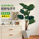 臨雅提根龜背竹綠植盆栽室內客廳桌面大型凈化空氣懶人好養活高級植物 提根龜背竹1-1.1m+幾何盆