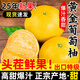 鮮味年正宗爆汁柚子黃金葡萄柚新鮮水果當季黃心蜜柚文甜西柚整箱 9斤大果【7-10個(gè)】【送榨汁器】