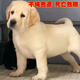 舒騰金毛幼犬純種寵物狗狗金毛活體大型犬尋回犬寵物狗金毛幼崽活體狗 寵物級 精品拉布拉多 公