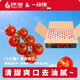 京鮮生＆一柿緣 櫻桃番茄水果西紅柿粒收3斤禮盒裝 新鮮蔬菜 源頭直發(fā)