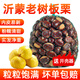 蓮山九鮮山東新鮮板栗生栗子毛栗子沂蒙老樹(shù)油栗子甘栗糖炒栗子原料 優(yōu)質(zhì)板栗 5斤 凈重