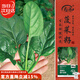 壽禾菠菜種子苗秋季蔬菜籽陽(yáng)臺家庭種植 紅根圓葉菠菜種子25g約3000粒