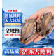 格雷緣大鮑魚(yú)新鮮捕撈活凍鮑魚(yú)4-6頭大號佛跳墻食材鮑魚(yú)貝類(lèi)去內臟送禮 5斤裝