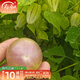 壽禾 東北姑娘果燈籠果種子洋菇娘黃金莓盆栽蔬菜陽(yáng)臺盆栽秋冬季種籽 大鼻子紫菇娘果種子100粒