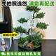 臨雅[兩小時(shí)達]節日送禮五層塔松盆栽青松綠植松樹(shù)喬遷開(kāi)業(yè)盆景植物 精致造景五層塔松盆景