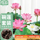 壽禾 碗蓮種子已開(kāi)口水培魚(yú)缸裝飾好養四季開(kāi)花 碗蓮2包20粒(10粒/包)