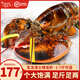 鱘好物 波士頓龍蝦大波龍 冰鮮冷凍澳洲大龍蝦蝦類(lèi) 凈重1-1.3斤/只 2只大龍蝦