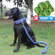 嬉皮狗（hipidog）大型犬狗鏈子大狗牽引繩帶狗繩狗項圈阿拉斯加德牧金毛狗狗牽引繩 牽引繩+項圈：經(jīng)典藍 中號(建議26-60斤)