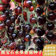 糖水黑珍珠黑番茄種子黑西紅柿種苗種籽耐熱耐寒陽(yáng)臺盆栽蔬菜種孑 黑珍珠番茄種子1包(約100粒)