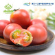 小湯山 黃金番茄 約350g  新鮮蔬菜當天采摘北京農場(chǎng)順豐到家