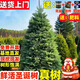 鮮活圣誕樹(shù)真樹(shù)活的挪威云杉樹(shù)諾貝松香松商場(chǎng)圣誕節耐寒綠植盆栽 高50-60厘米【無(wú)贈品 單獨一棵樹(shù)】