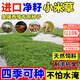 蓿蕾進口小米草種子水草耐水淹耐旱雀葉稗四季養(yǎng)殖魚蝦蟹水生牧草種籽 耐澇小米草種子【1斤裝】可種一分地