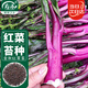 壽禾 洪山紅菜苔種子苗農家種菜心秋季蔬菜籽 金秋紅菜苔種子10g/袋*2