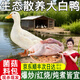 鴨子生鮮現殺農家散養鴨肉煲湯新鮮冷凍白條鴨櫻桃谷鴨仔鴨嫩鴨 生態(tài)散養鴨子2.4-2.6斤*2只 帶菌菇料包 散養約220天