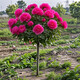 洛陽(yáng)牡丹花樹(shù)苗四季開(kāi)北方室外耐寒庭院室內陽(yáng)臺客廳重瓣花卉老樁 重瓣濃香-洛陽(yáng)紅9年苗【買(mǎi)一送一】+肥-可開(kāi)花爆滿(mǎn)