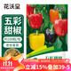 花沃里五彩甜椒100粒/包 蔬菜種子盆栽陽(yáng)臺種菜土四季菜籽陽(yáng)臺庭院田間