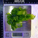 興國海（Singoseafarm）石莼 活體水藻  去除NO3 PO4營(yíng)養鹽 藻缸吊類(lèi)開(kāi)口飼料興國海 綠色石莼15g