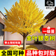 瑯闕金葉銀杏樹苗地栽庭院別墅綠化苗行道樹南北方種植4cm粗源頭直發(fā)
