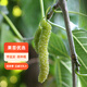 虹越（HONGYUE）2025新品果苗 果桑盆栽苗家庭果園庭院休閑種植桑葚果樹(shù)苗 金果?！伴L(cháng)香思”P(pán)14盆栽苗
