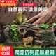 蘭憐守宮躲避屋爬寵躲避洞穴仿真樹(shù)皮洞樹(shù)脂空心樹(shù)洞樹(shù)樁爬寵魚(yú)蝦樹(shù)屋 仿真樹(shù)皮-躲避洞