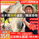潮汕獅頭鵝苗純種一斤正宗特大種灰獅頭鵝小鵝活苗成年獅頭鵝幼苗 買3送1 發(fā)4只(每只1斤左右)